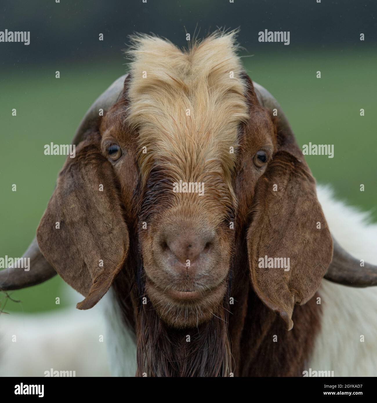 male billy goat Stock Photo