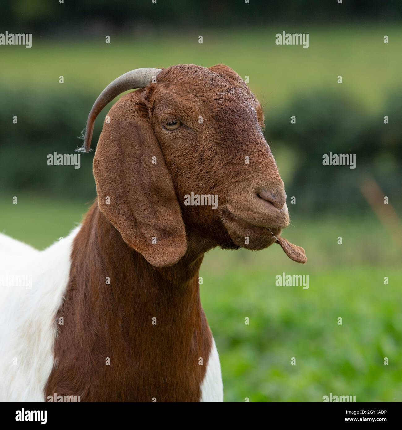 female Boer goat portrait Stock Photo - Alamy