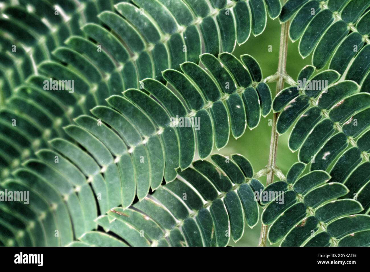 This is a picture of Albizia julibrissin's branches (Albizia) on which you can see the perfect symmetry of its leaves.This is the perfection in nature. Stock Photo