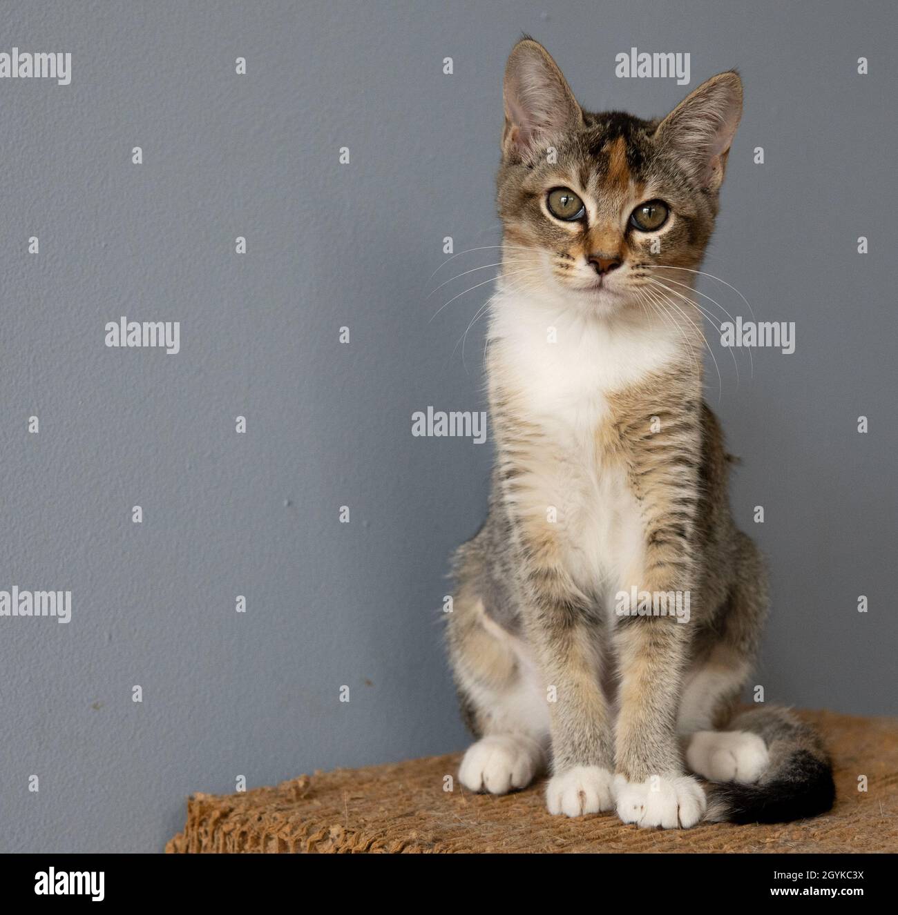 A calico kitten poses, sitting upright on a cardboard scratcher Stock Photo