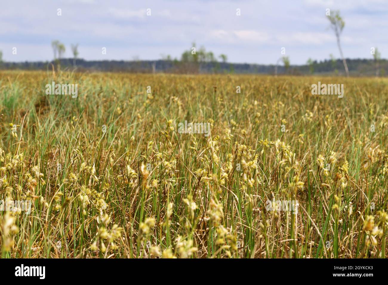Mesotrophic peat-land (transition moor) in the north-east of Europe. In the foreground is a flowering sedge, probably mud sedge (Carex limosa). May, g Stock Photo