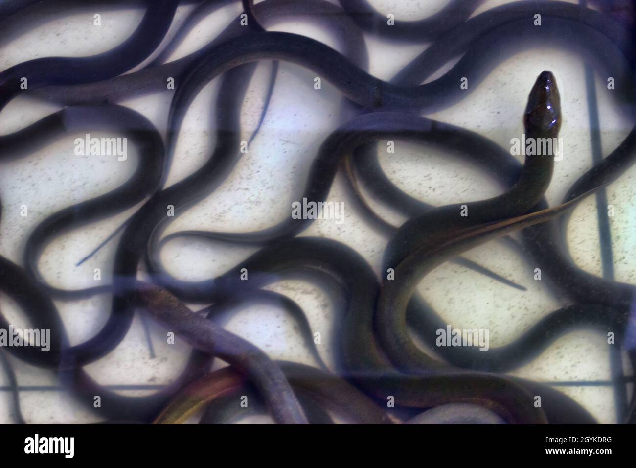 Sale of live eel in the Thai market. So-called wet markets in Southeast Asia Stock Photo