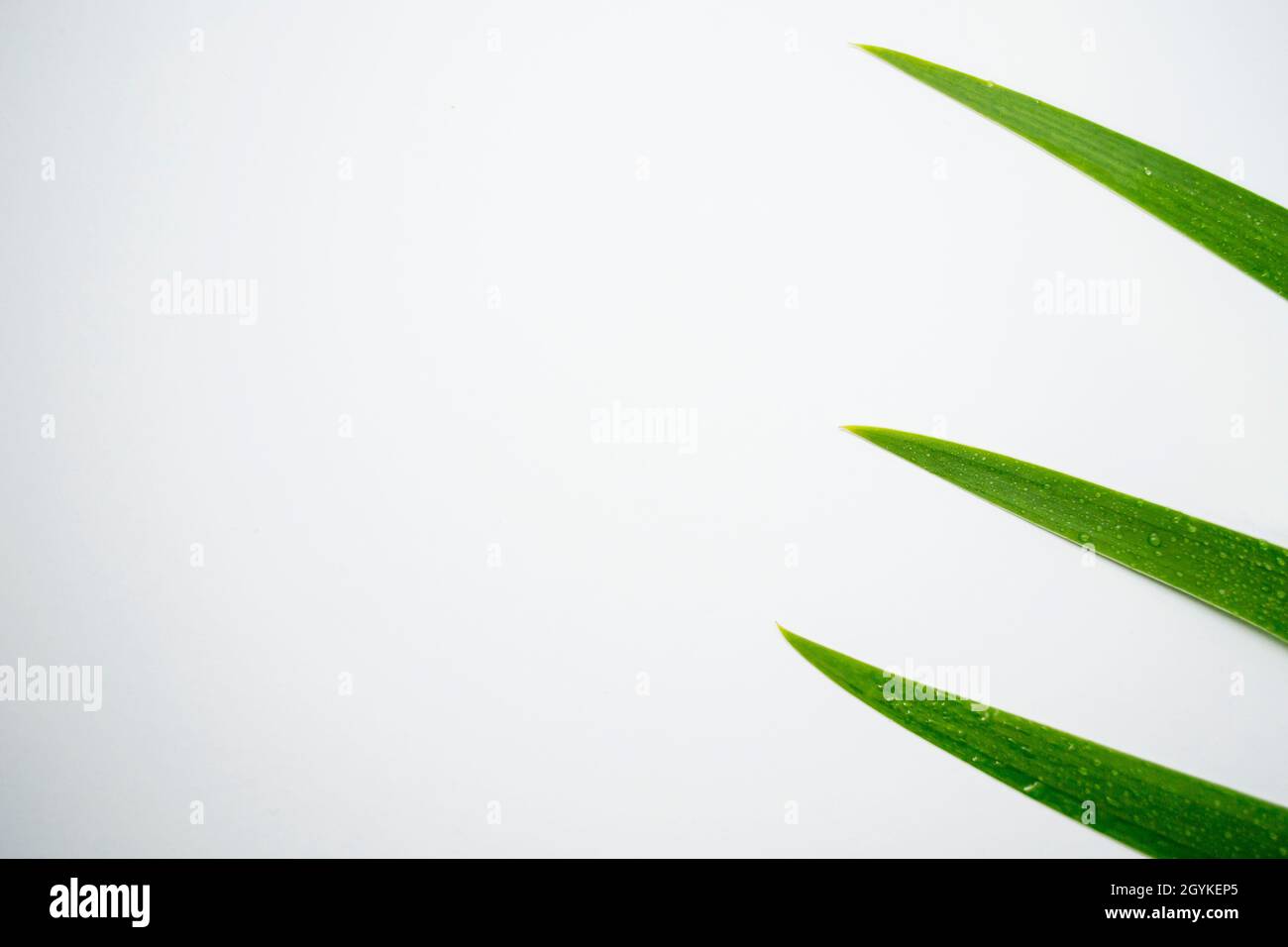 water drop on the fresh leaf, with white background Stock Photo - Alamy