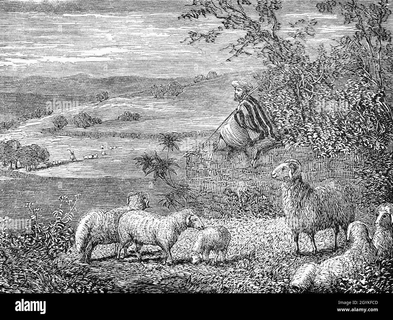 A late 19th Century illustration from the Book of Genesis of a shepherd watching his flock at the time of Abraham, the common patriarch of the Abrahamic religions, including Judaism, Christianity, and Islam. In Judaism, from 2150 BCE to 1975 BCE Stock Photo