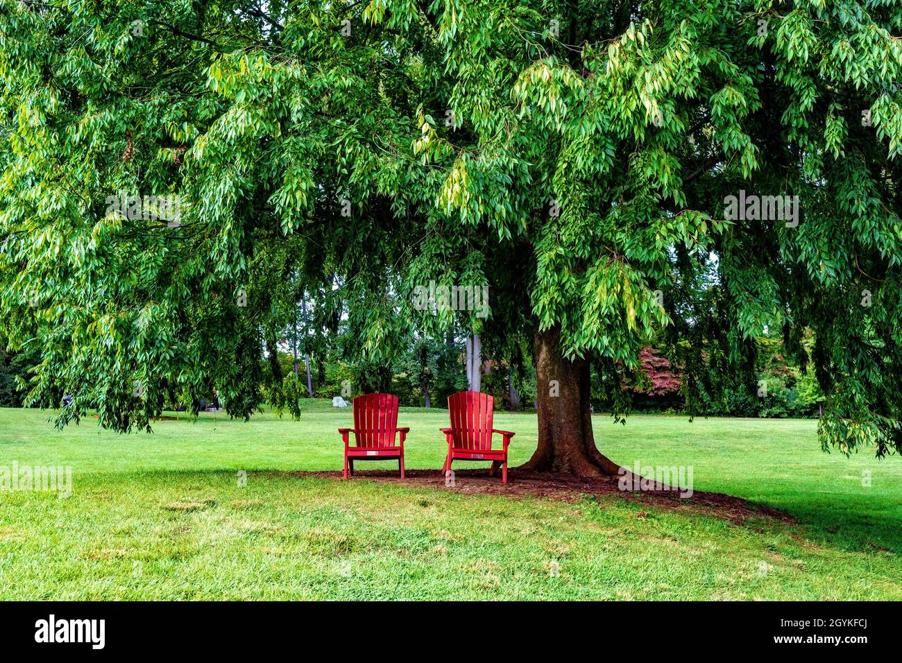Two red deckchairs under a shade tree Stock Photo - Alamy