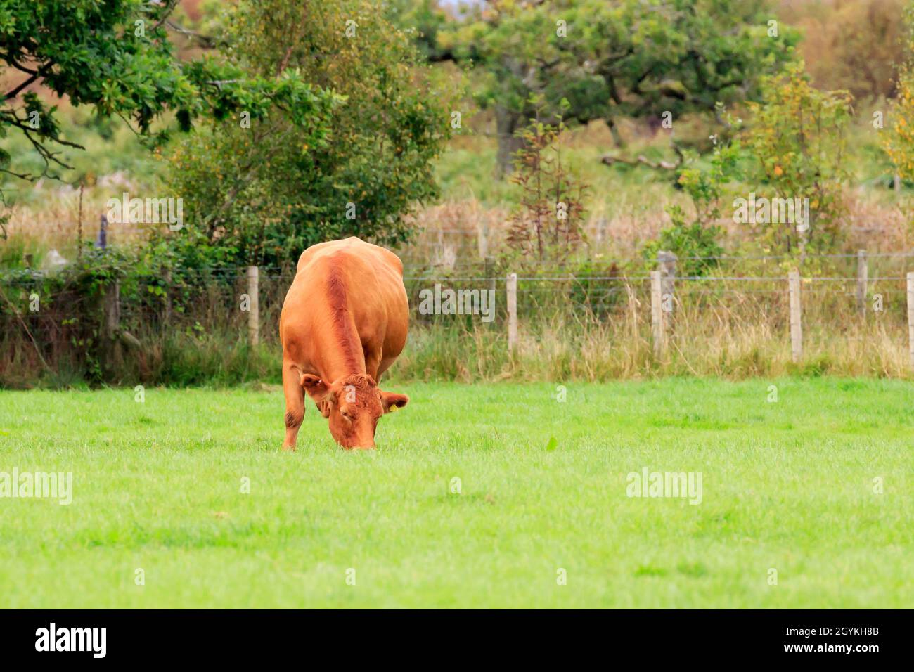 Single Brown Cow grazing in a Scottish meadow Stock Photo - Alamy