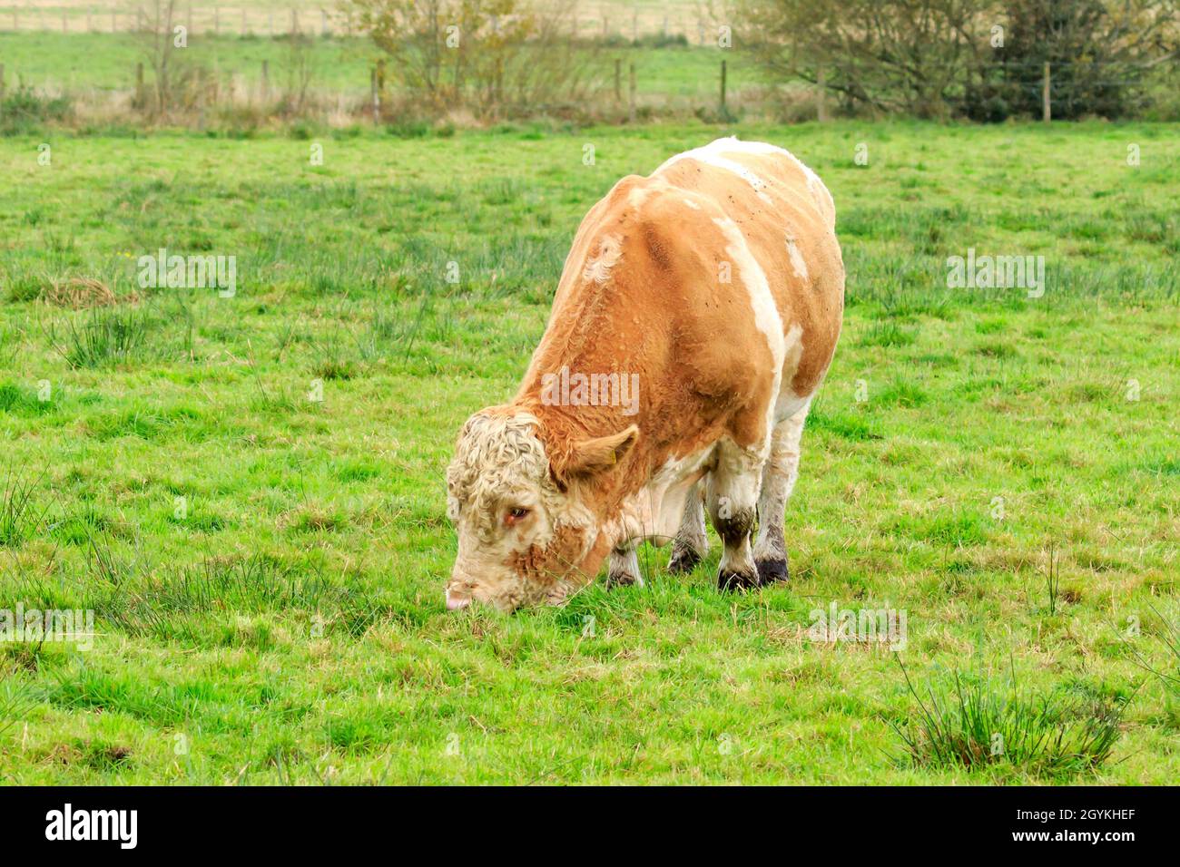 Hereford bull nose ring hi-res stock photography and images - Alamy