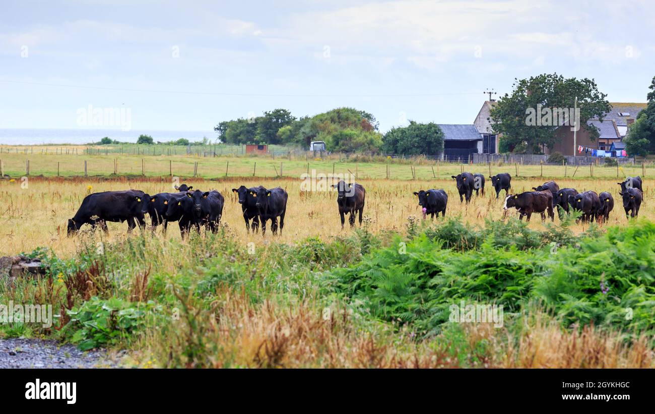 Small herd of black cows standing in a Scottish meadow Stock Photo - Alamy