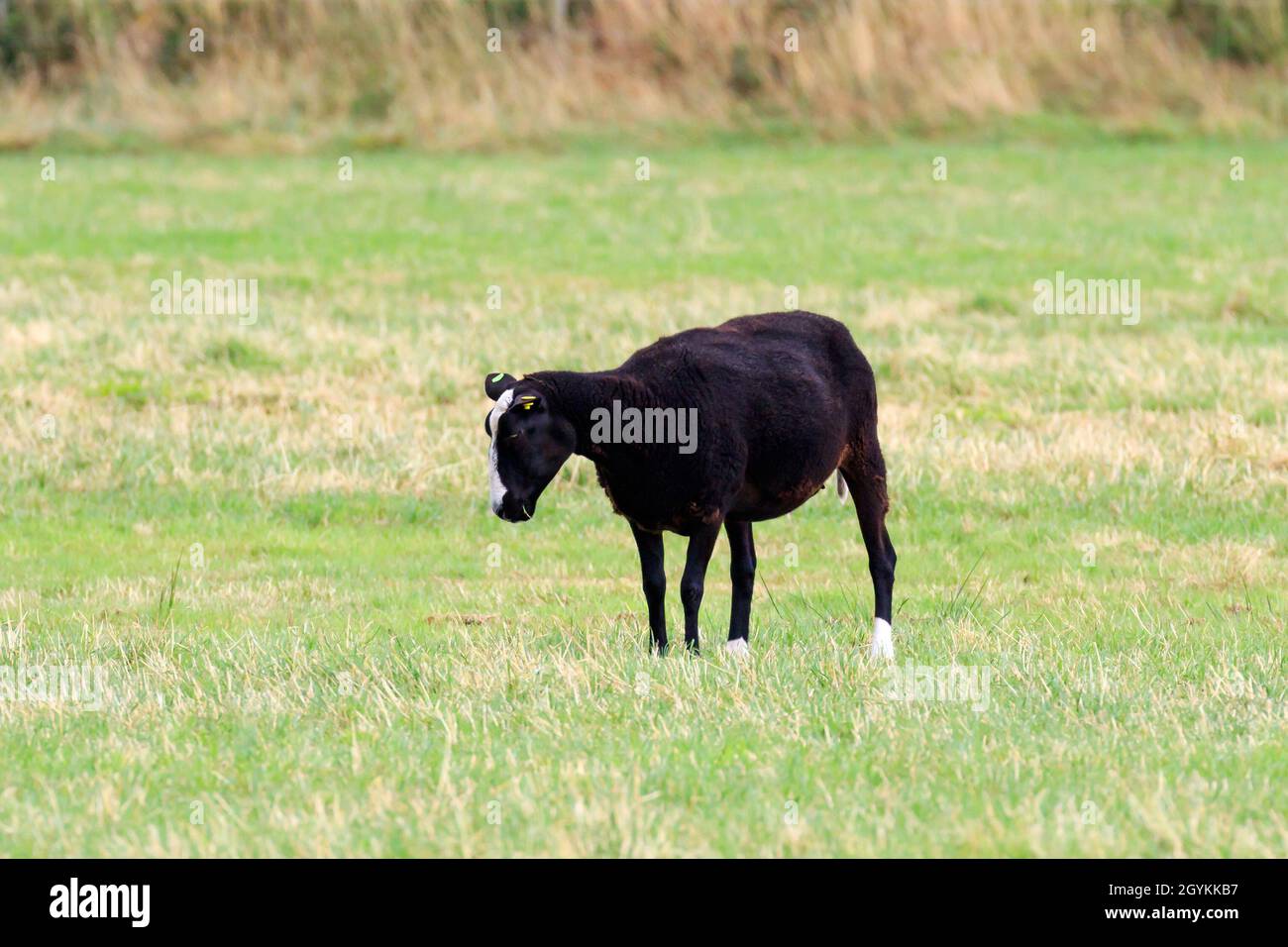 Zwartblie sheep looking towards the ground standing  in a Scottish meadow Stock Photo