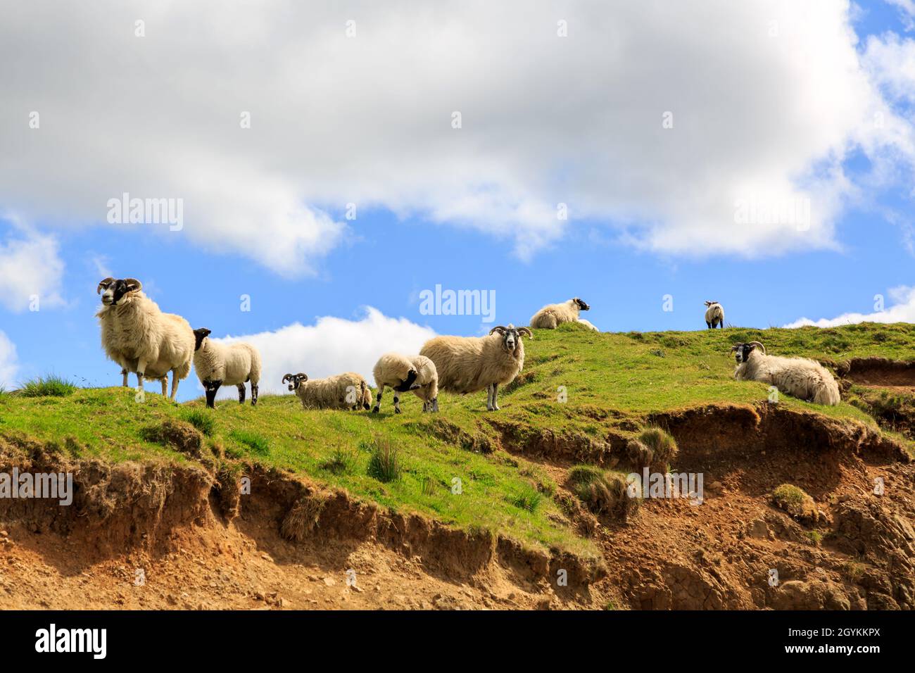 Scottish Blackface sheep standing at the top of hill in Scotland Stock Photo