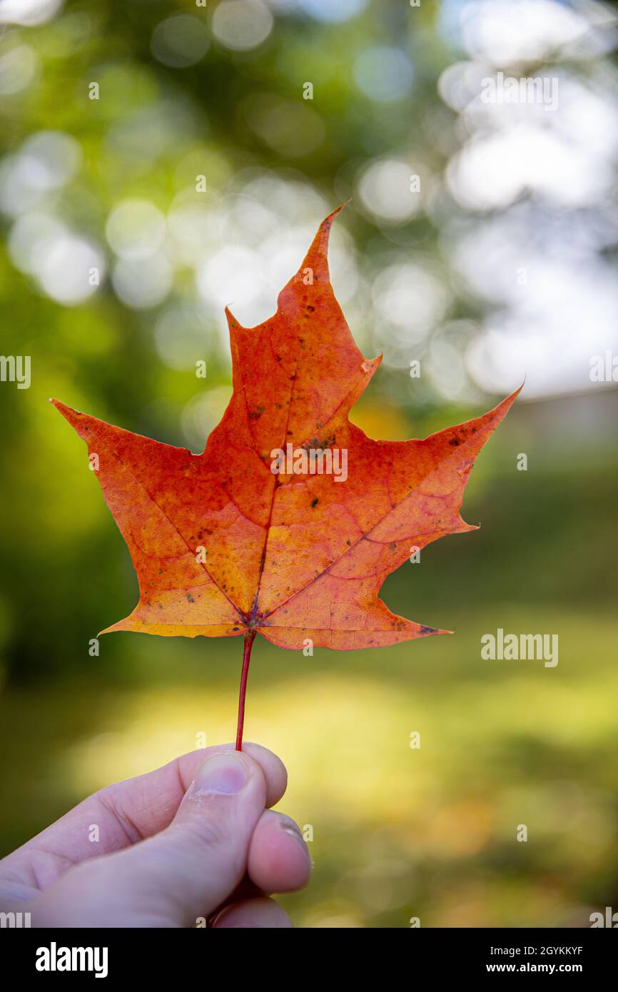 Vertical shallow focus shot of a red fall leaf in a hand on a forest ...