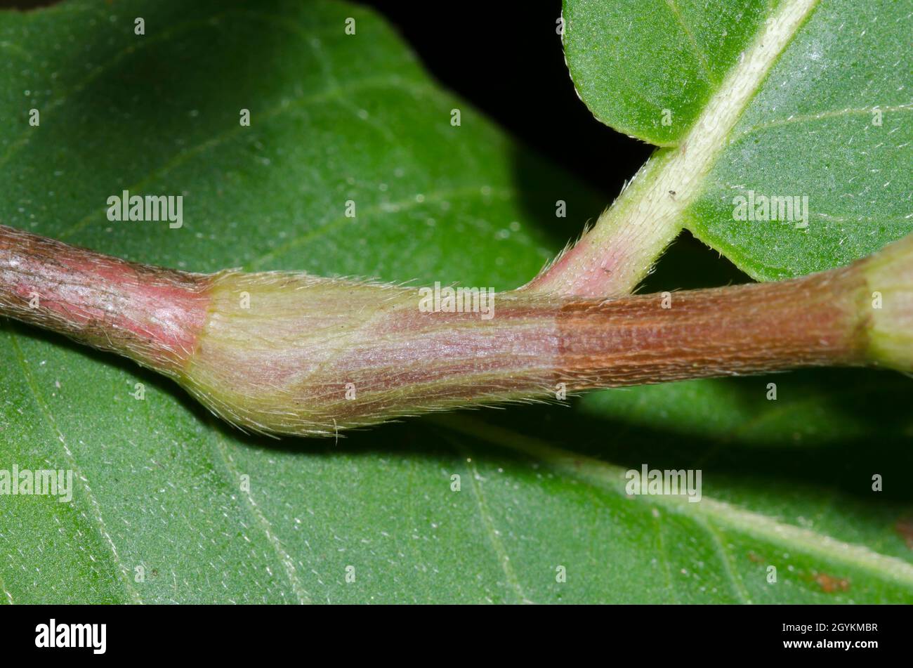 Water Smartweed, Persicaria amphibia, sheath Stock Photo