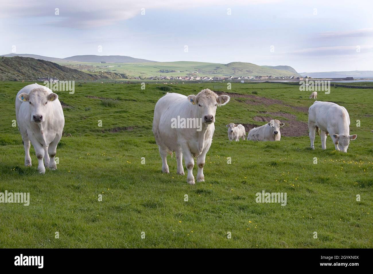 herd of charolais white cows at Ballantrae Bay, Carrick, South Ayshire, Scotland Stock Photo