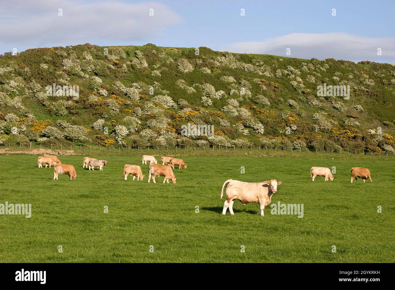 young white Galloway bulls grazing, Ballantrae Bay, Carrick, South Ayrshire, Scotland Stock Photo