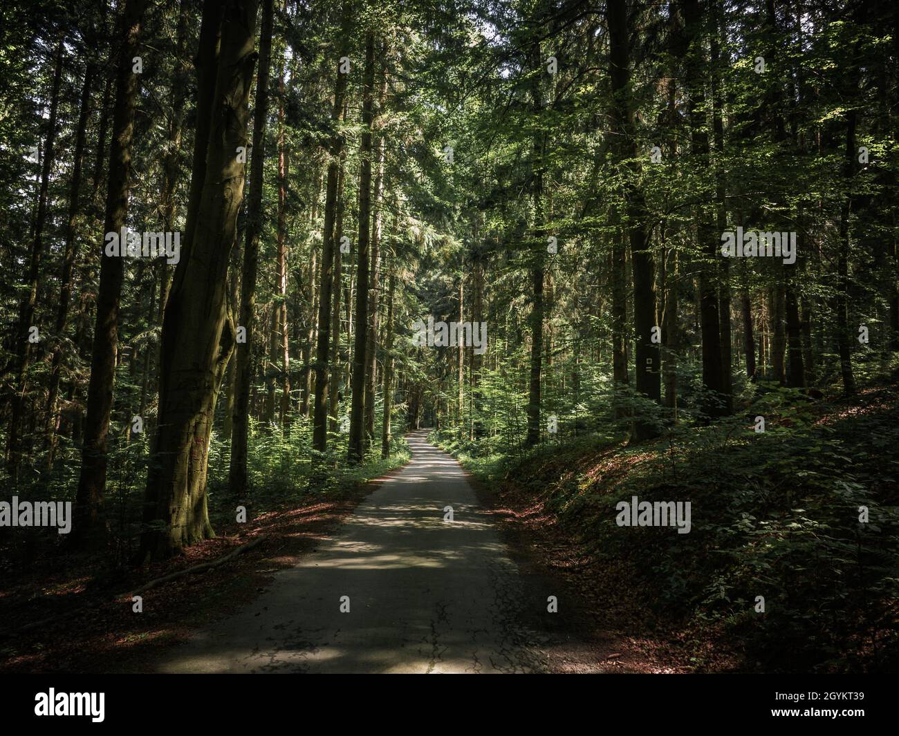 Green road hidden inside beautiful Czech forests. Unique and moody atmosphere from deep forest. Stock Photo