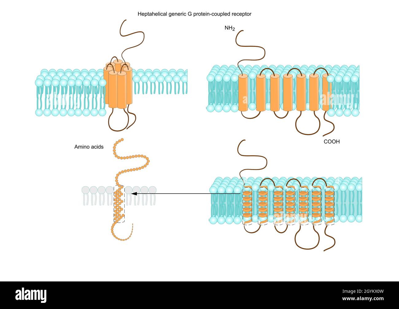 Transmembrane Protein High Resolution Stock Photography and Images Alamy