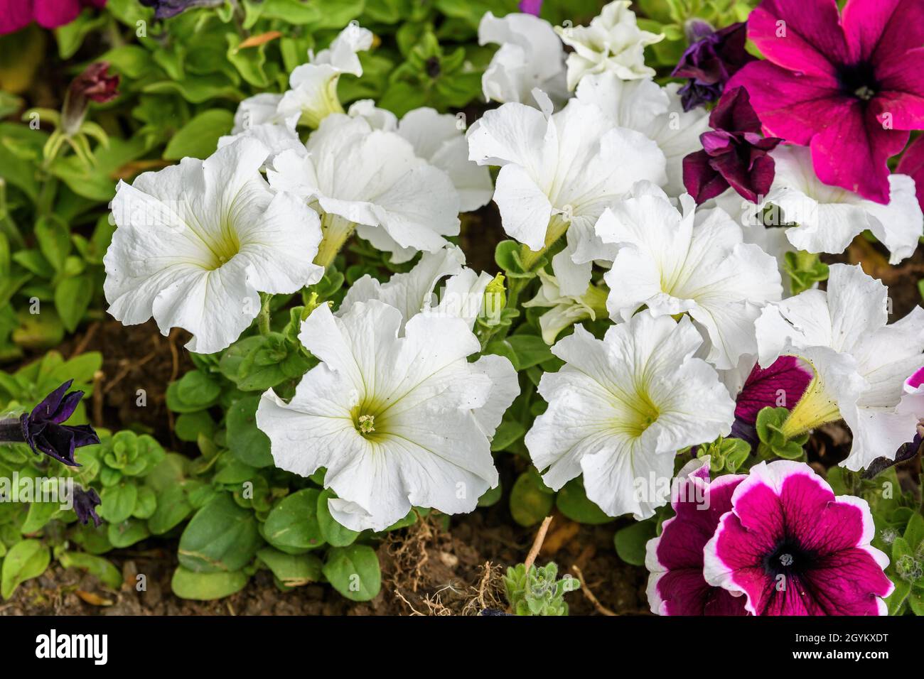 Large group of many delicate white Petunia axillaris flowers in a pot, with blurred background in a garden in a sunny spring day Stock Photo
