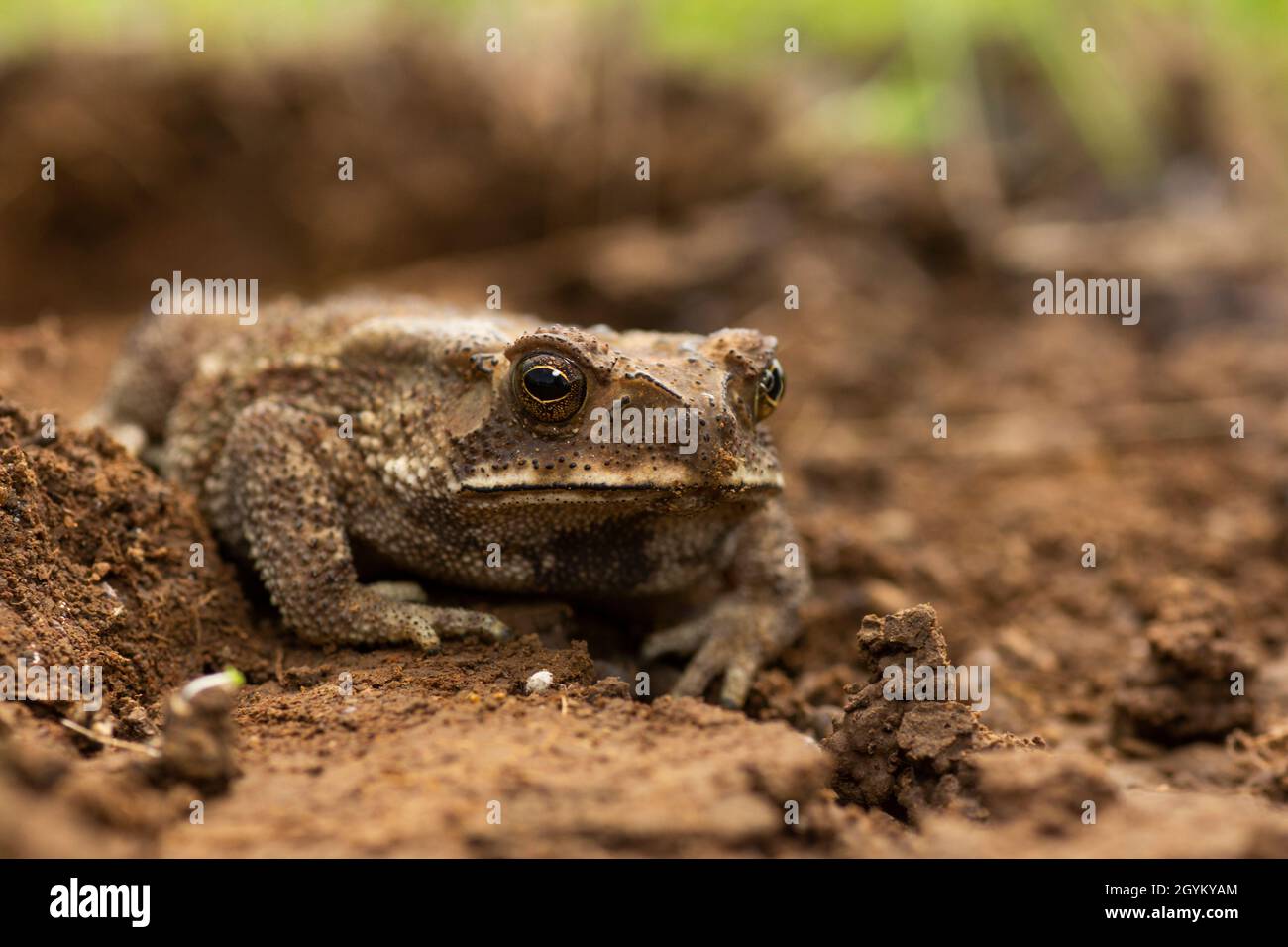 Indan Toad, Duttaphrynus melanostictus, Saswad, Pune District, Maharashtra, India Stock Photo