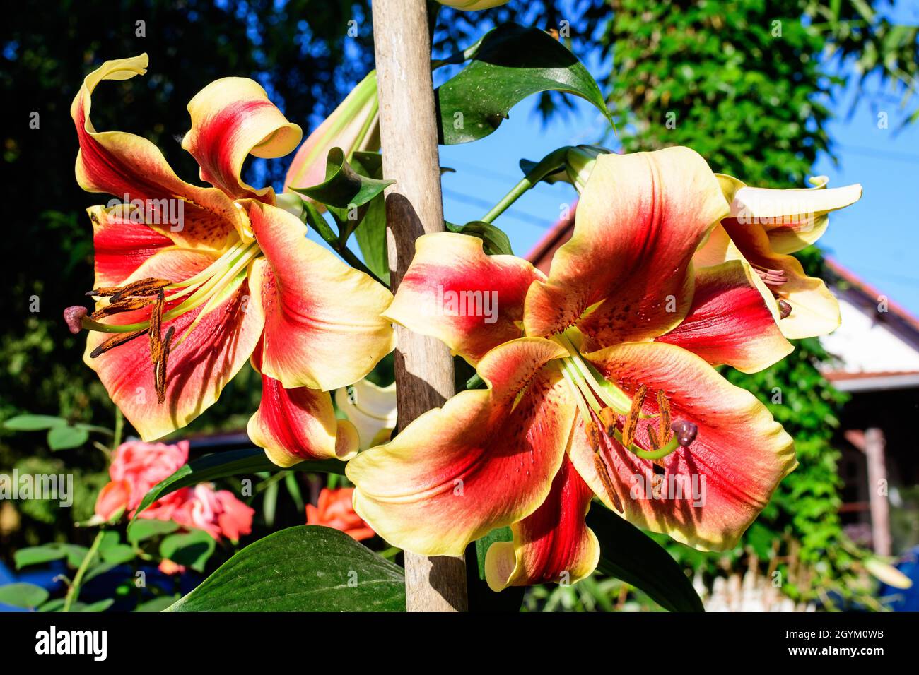 Two large red and yellow flowers of Lilium or Lily plant in a British cottage style garden in a sunny summer day, beautiful outdoor floral background Stock Photo