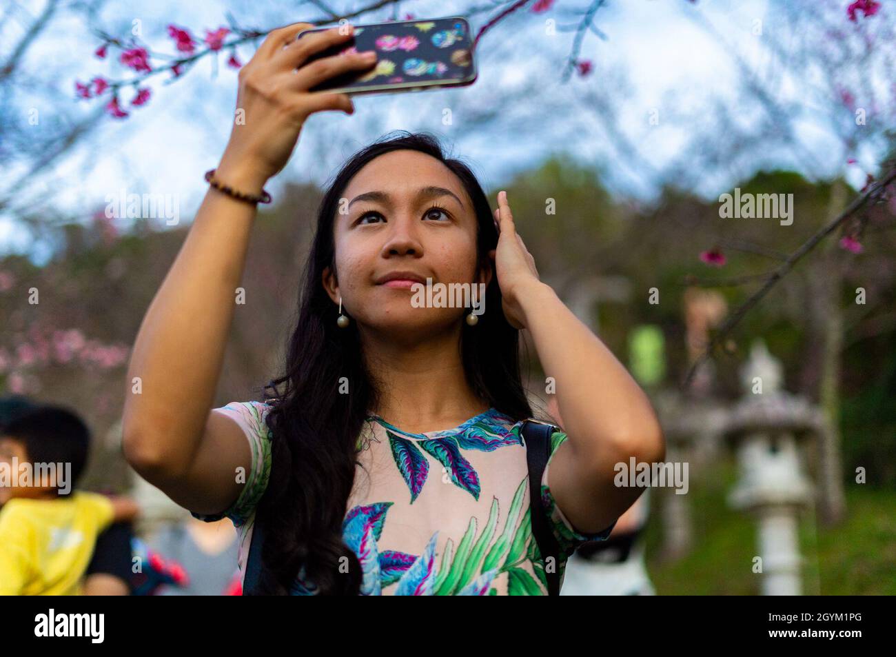 U S Marine Corps Cpl Karina Bloom A Flutist With Iii Marine Expeditionary Force Band Takes A Photo Of The Blooming Cherry Blossoms At The Nago Cherry Blossom Festival On Jan 25
