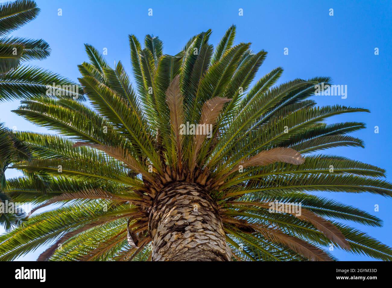 Low angel view of a large wide date palm tree Stock Photo