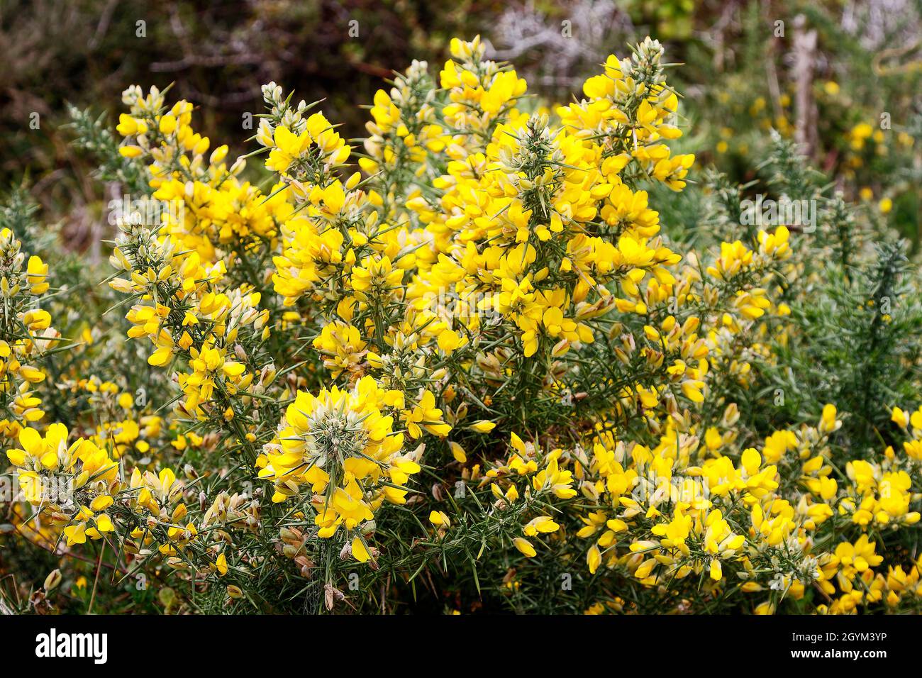 Scotch broom, yellow flowers, perennial shrub, pea family, Cytisus scoparius, noxious if ingested, spreads rapidly, can be invasive, Cape Foulwind Wal Stock Photo