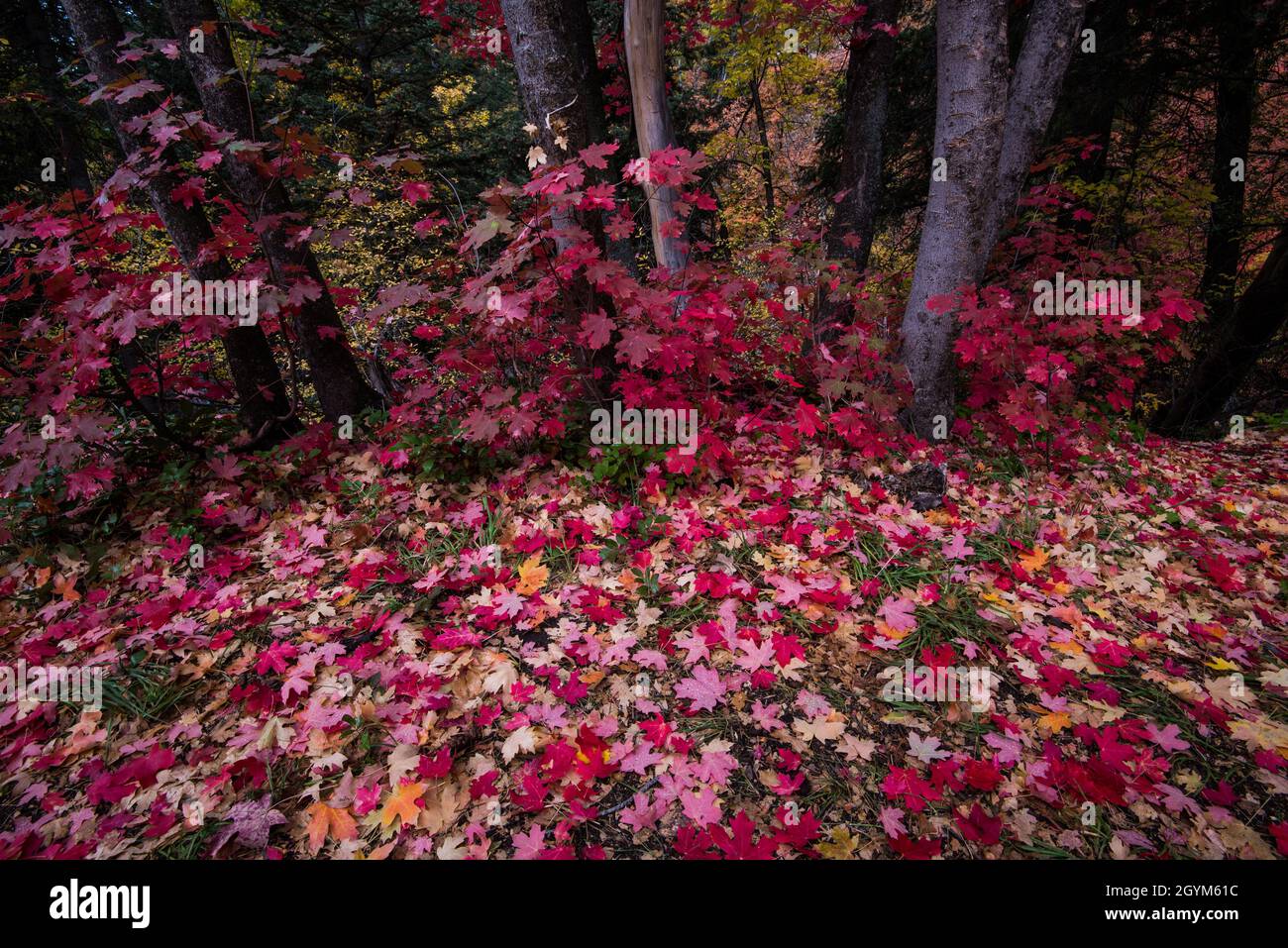 Fallen red maple leaves create a mosaic pattern on the canyon floor in autumn.  The grand vistas of Autumn change to interesting ground detail. Stock Photo