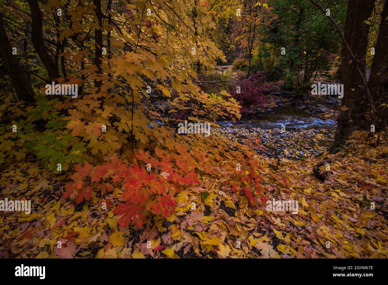 Orange sensation hi-res stock photography and images - Alamy