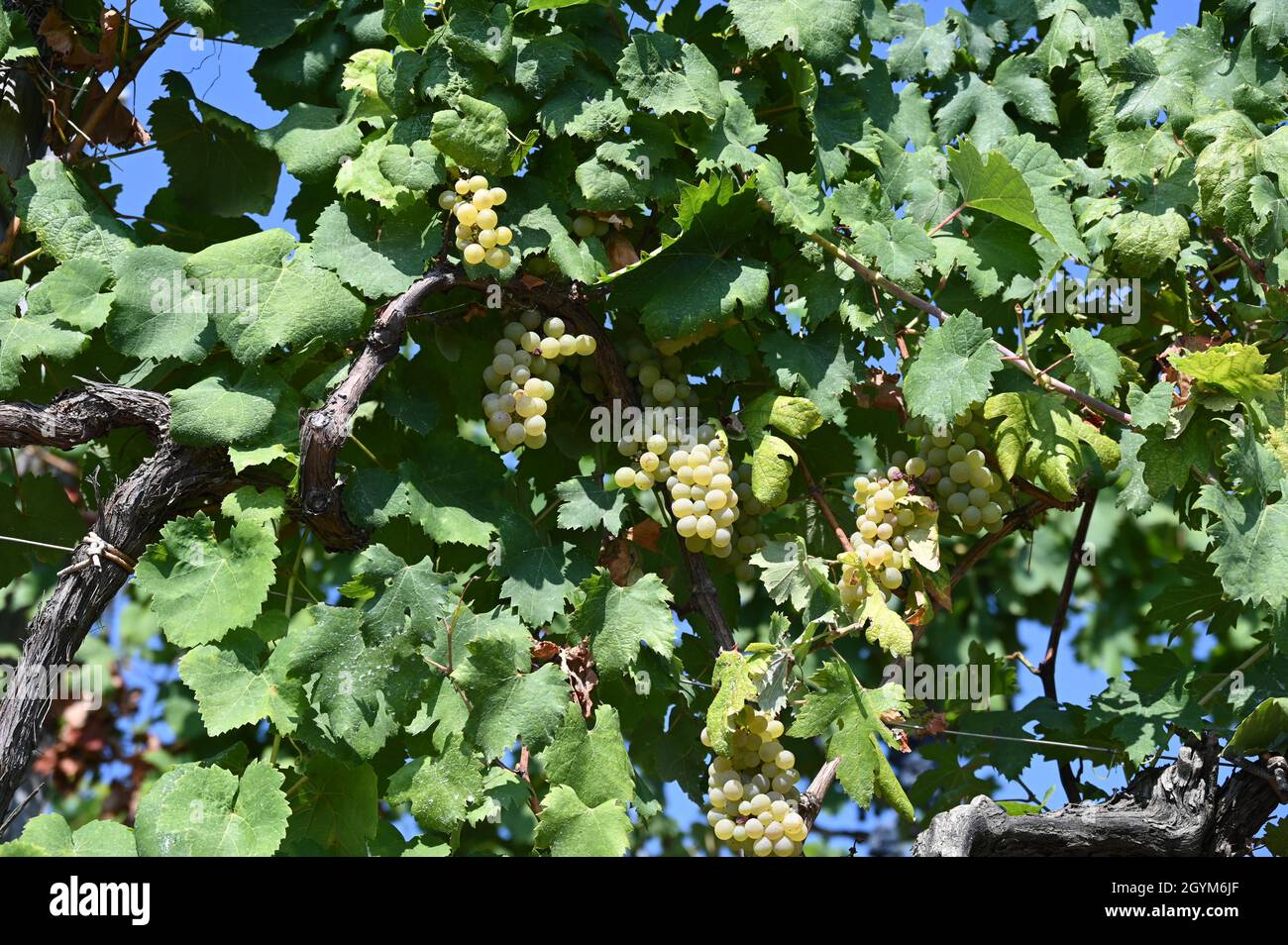 Grapes from a vineyard in Volastra, in the 5 Terre Stock Photo
