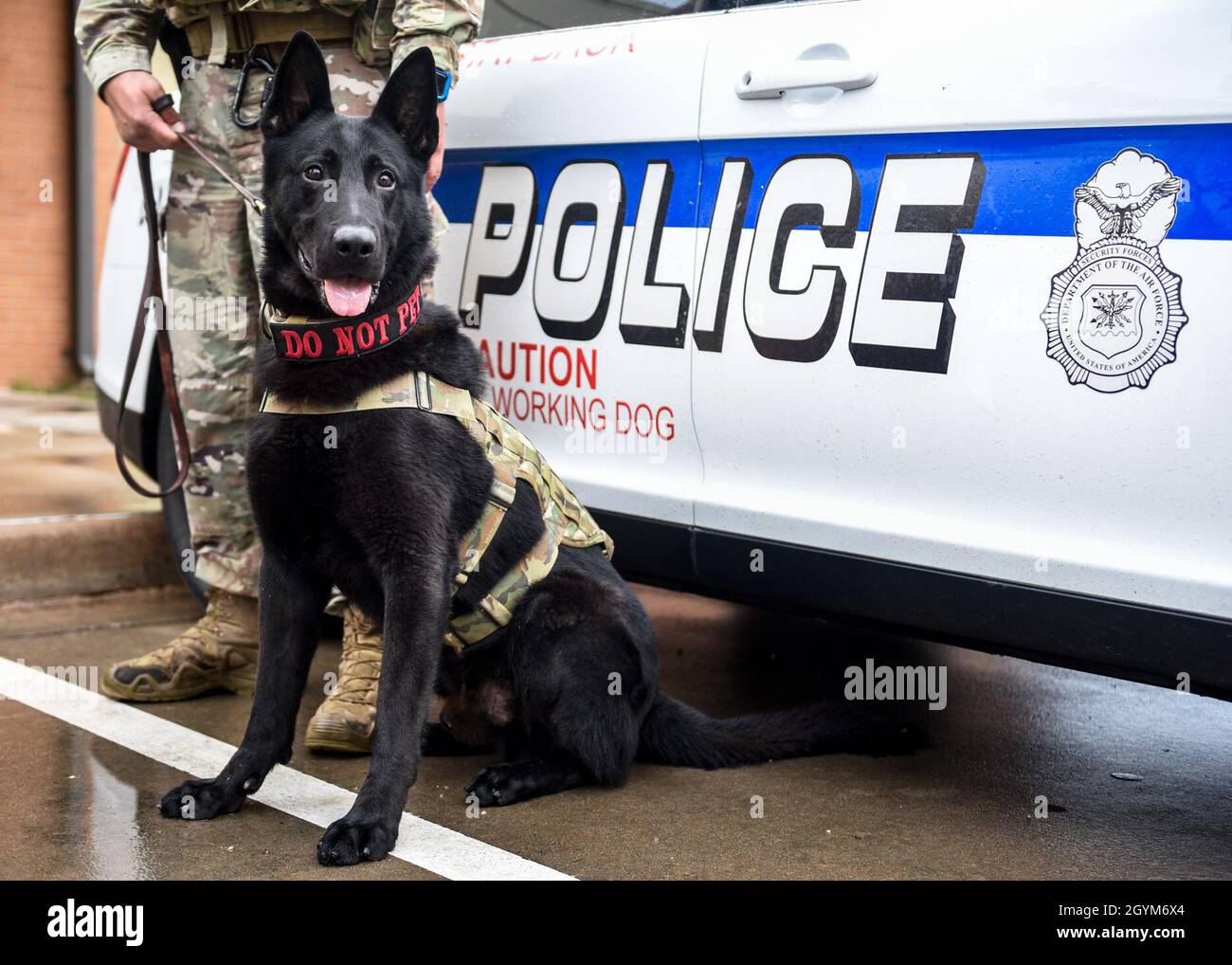 Bady, 82nd Security Forces military working dog, poses for a picture in front of a security forces vehicle at Sheppard Air Force Base, Texas, Jan 28, 2020. Staff Sgt. Austin Williams is Bady's handler and they work together to sniff out drugs, explosive ordinance and other discrepancies to help keep Sheppard AFB safe. (U.S. Air Force photo by Senior Airman Pedro Tenorio) Stock Photo