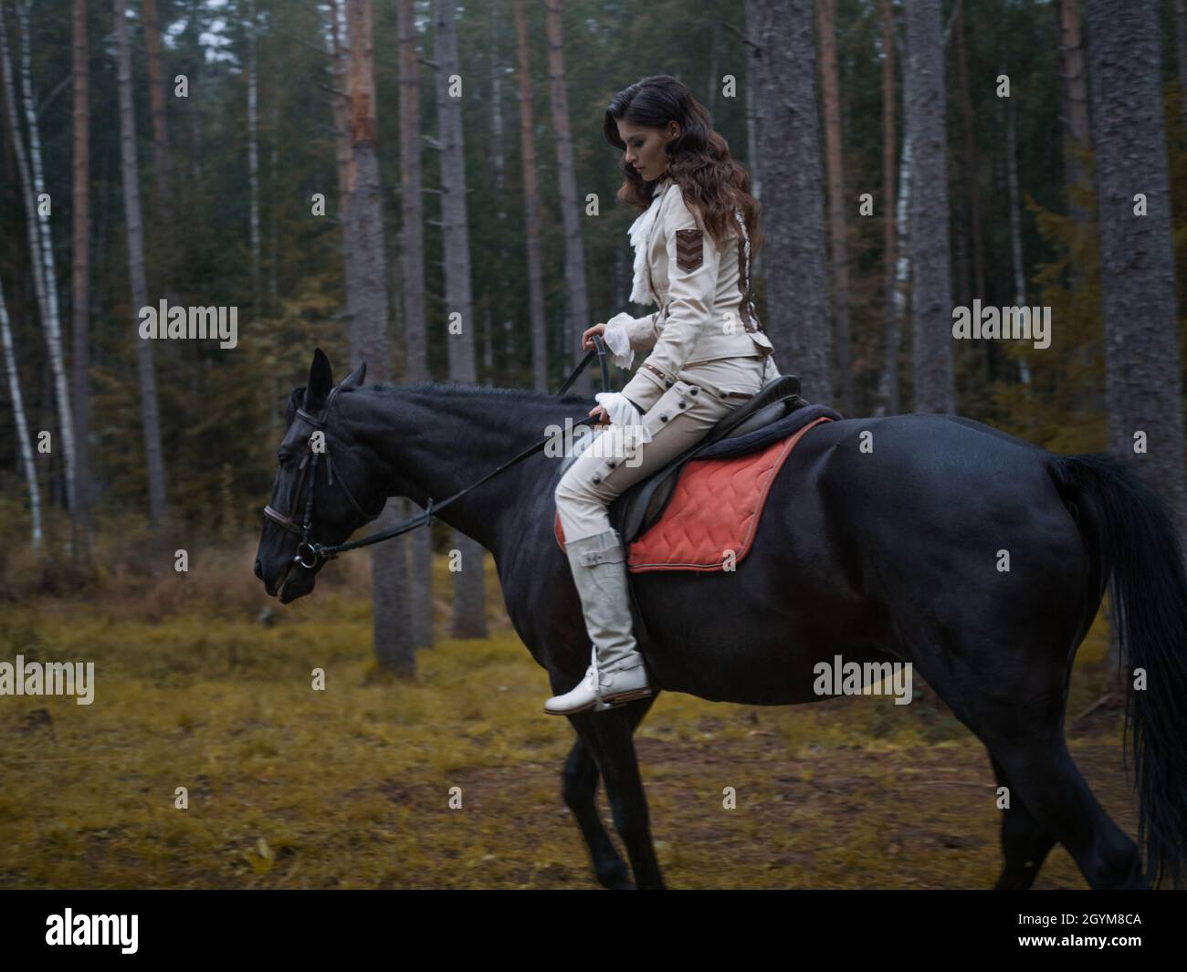 A young beautiful brunette rider in an elegant retro suit riding a black horse, in a forest area Stock Photo
