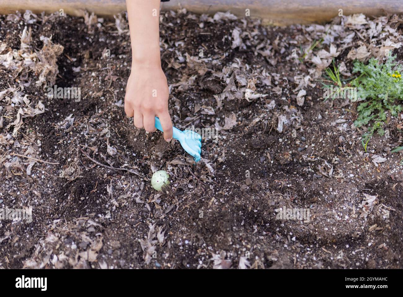 Female hands hiding easter eggs in an empty planter box Stock Photo