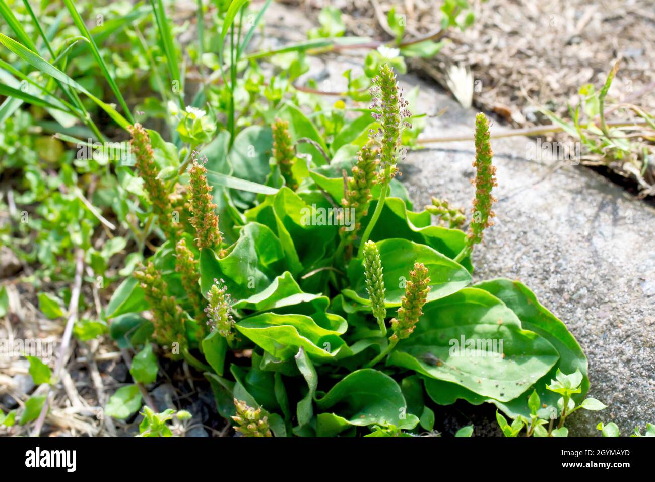 Greater Plantain or Rat's Tail (plantago major), close up showing the plant growing at the edge of a rough path. Stock Photo