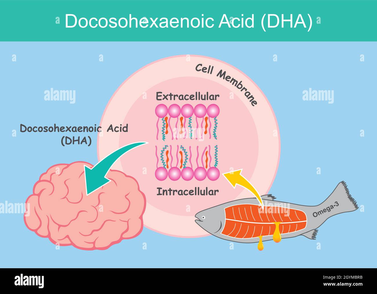 Docosohexaenoic acid (DHA). Illustration showing about benefit of DHA acid to a kid brain cells Stock Vector