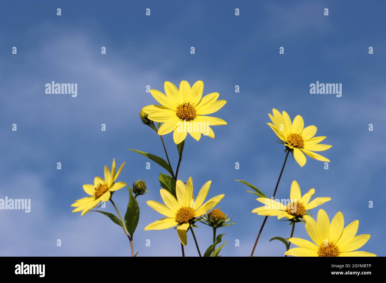 the beautiful yellow flowers of the perennial sunflower Helianthus microcephalus Lemon Queen shine in front of a deep blue sky background, copy-space Stock Photo