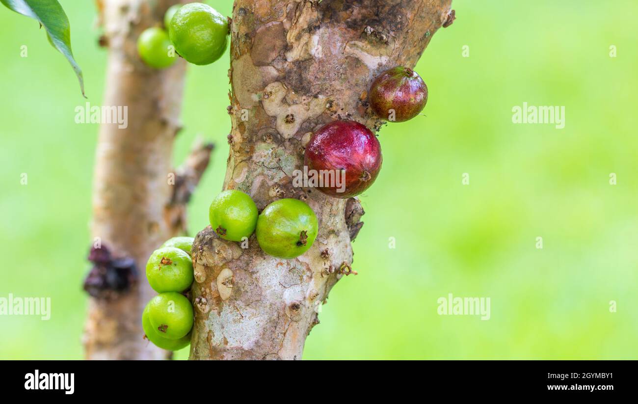 Shallow focus shot of Jabuticaba fruit growing on a tree. Stock Photo