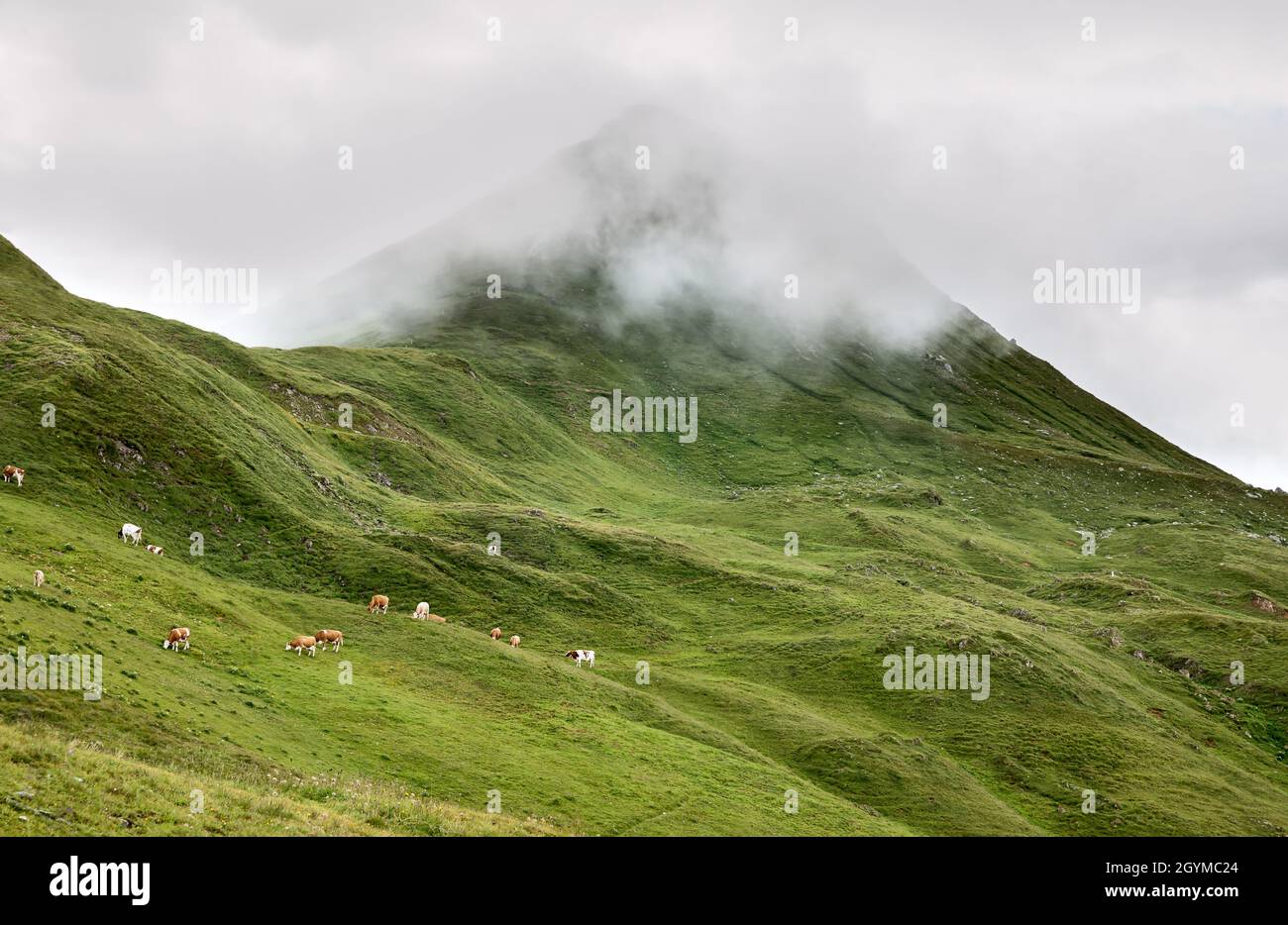 milk cows grazing in mountains, austria Stock Photo
