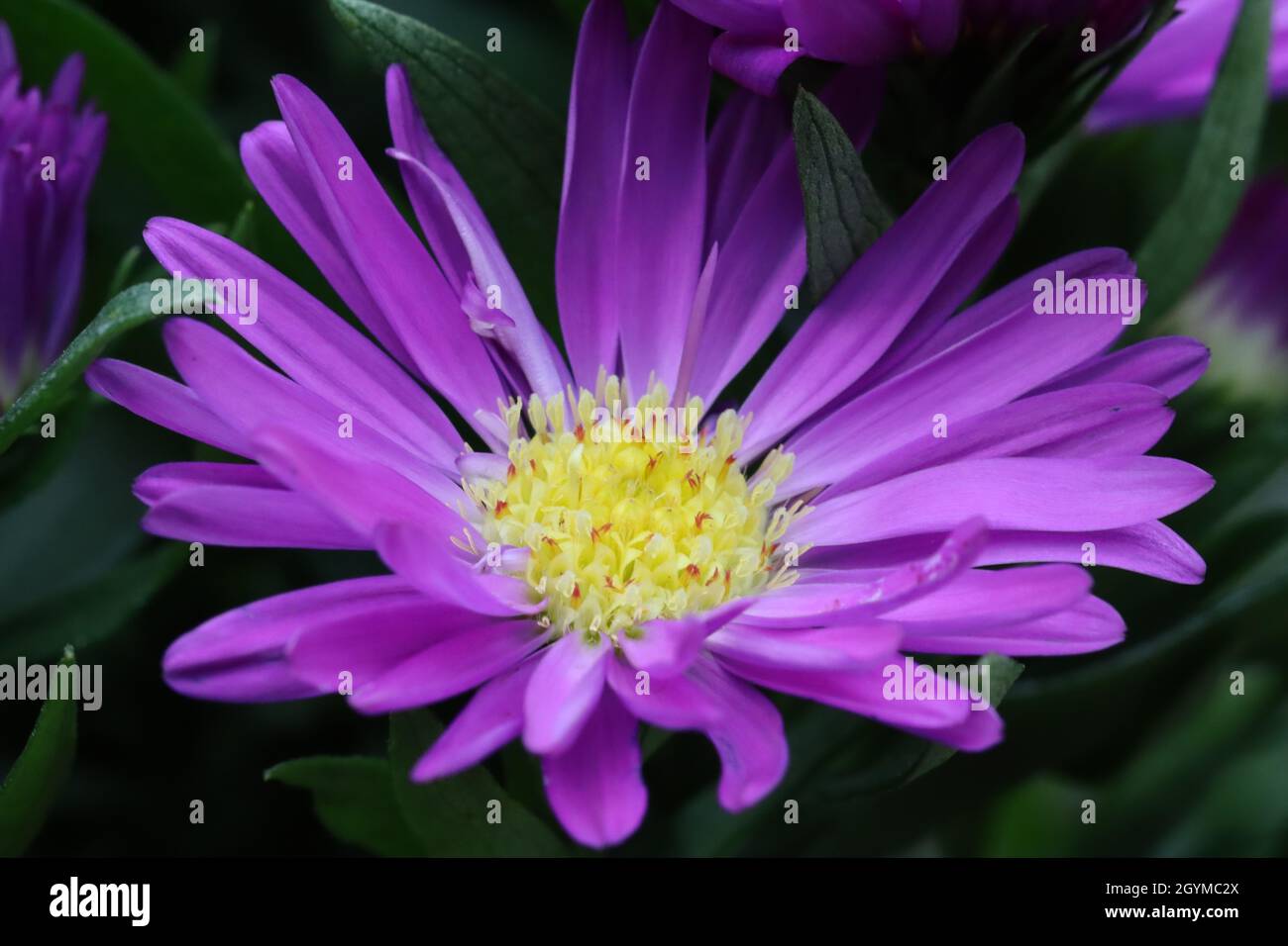close-up of a pretty violet-blue flower head of an aster against a dark natural background in early autumn Stock Photo