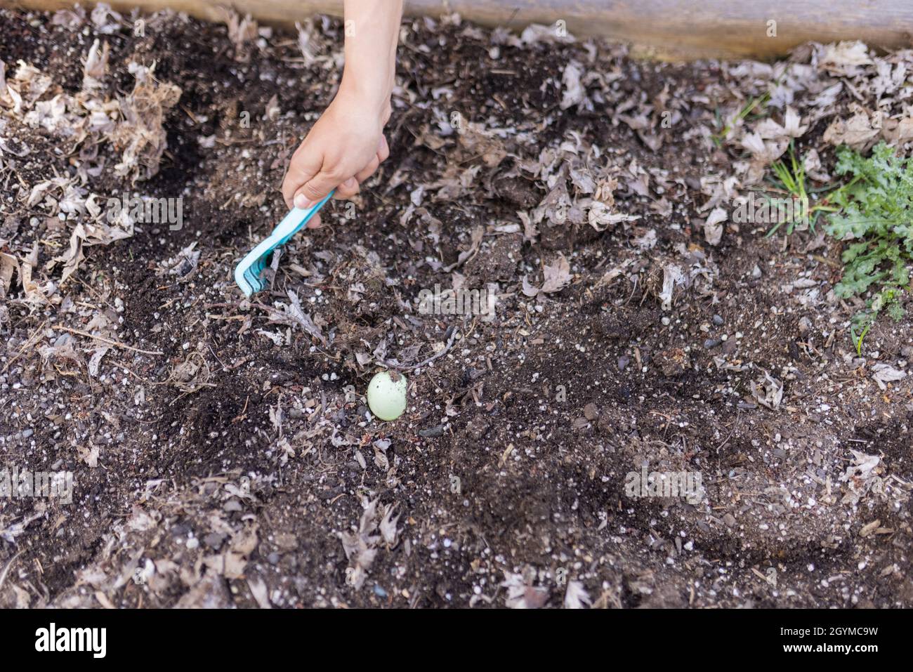 Female hands hiding easter eggs in an empty planter box Stock Photo