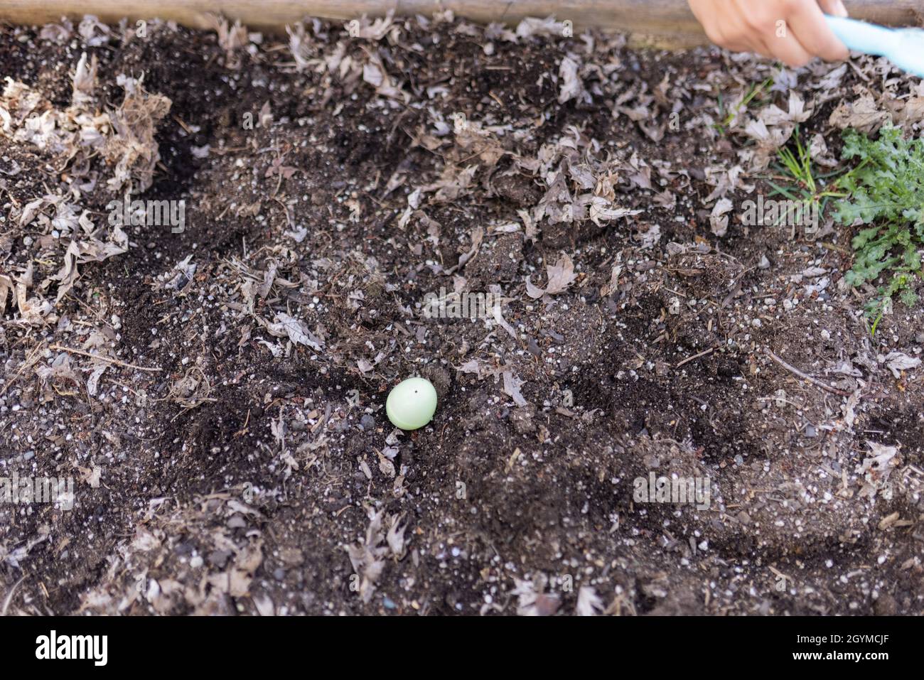 Female hands hiding easter eggs in an empty planter box Stock Photo
