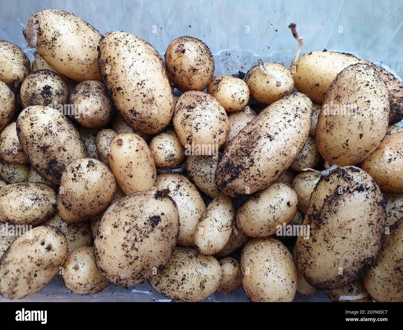 Kartoffeln Ernten High Resolution Stock Photography and Images - Alamy