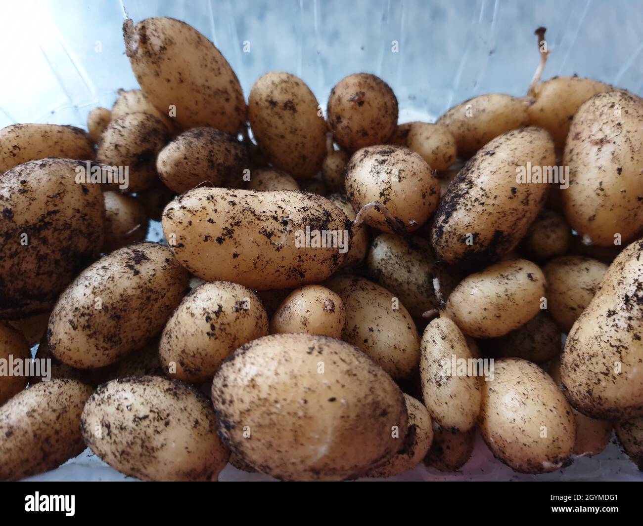 Kartoffelernte Stock Photo