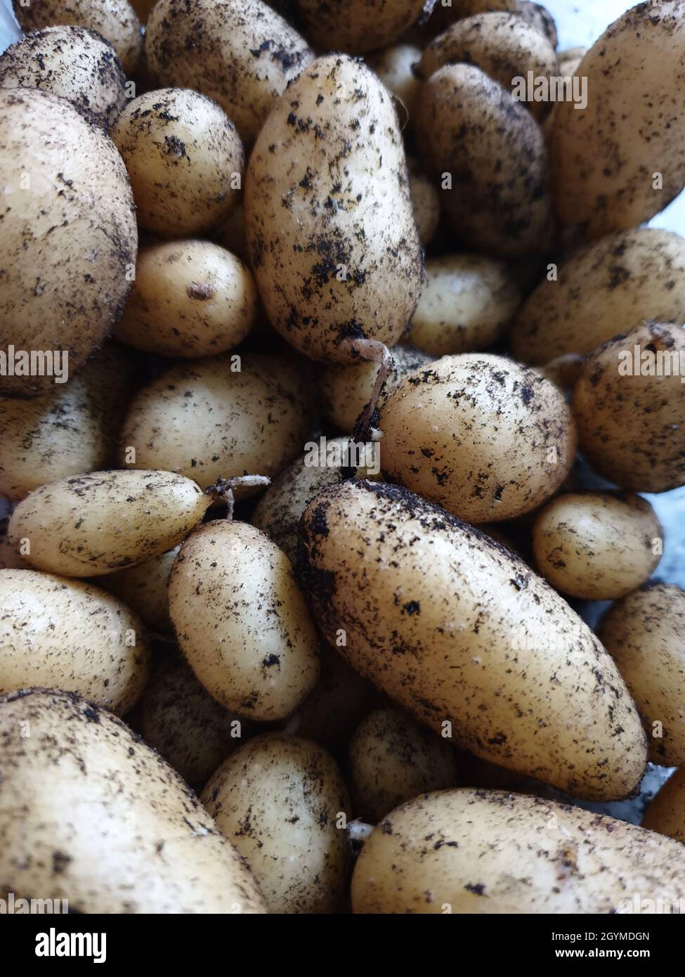 Kartoffelernte Stock Photo