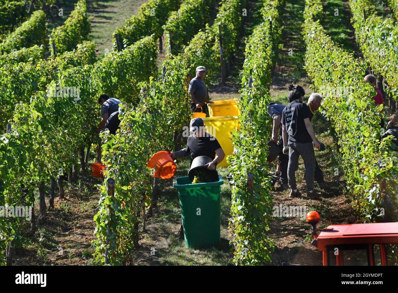 Grape picker harvesting grapes for wine making in the Alsace region of France. grape harvest france pickers hand picking Stock Photo