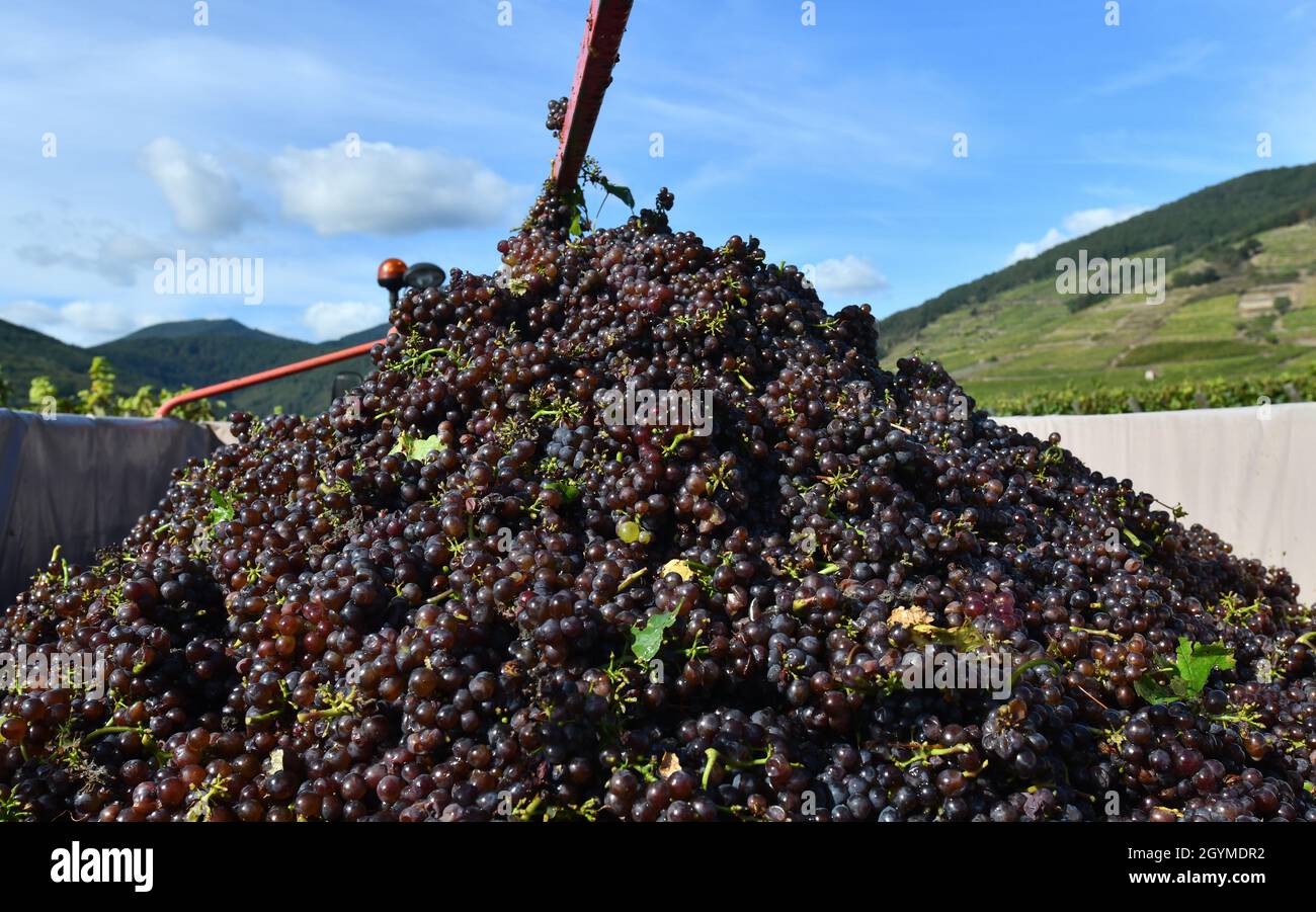 Grape pickers harvesting grapes for wine making in the Alsace region of France Stock Photo