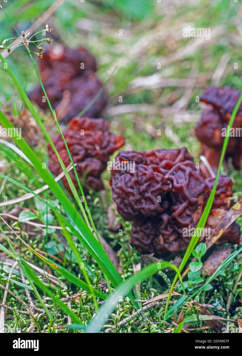 Gyromitra esculenta, known as the False Morel, a deadly poisonous fungus from sweden Stock Photo