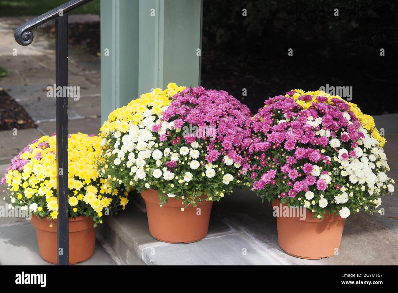 The mums are in season and are very colorful Stock Photo Alamy