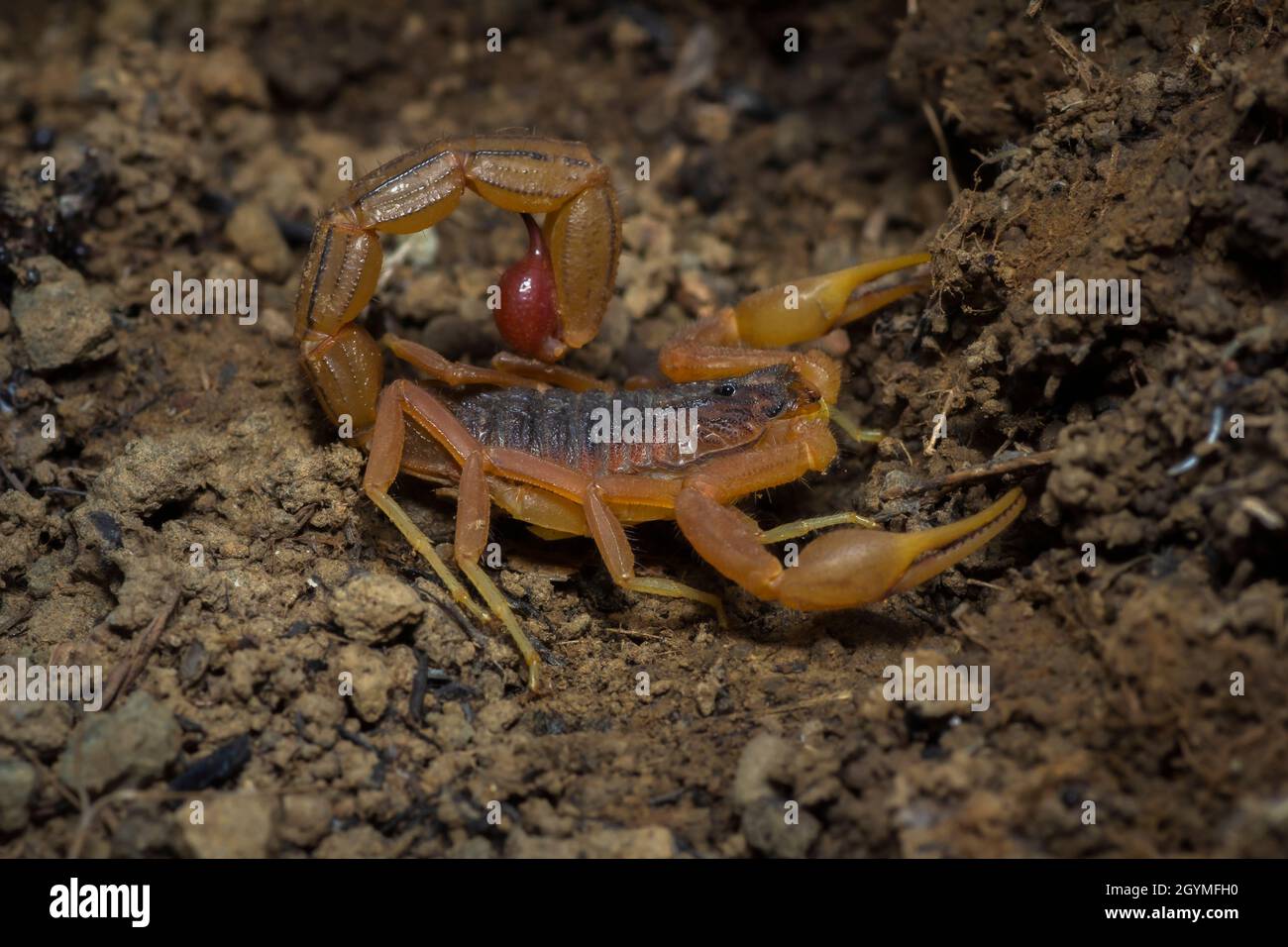 Hottentotta tamulus, Satara, Maharashtra, India Stock Photo