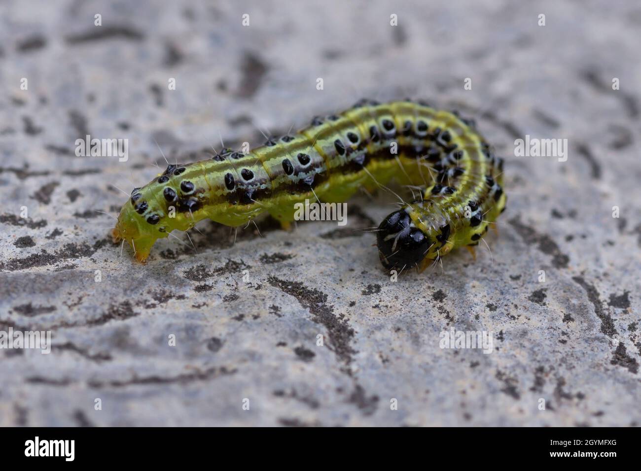 closeup of a box tree moth on cement surface ( Cydalima perspectalis ) Stock Photo