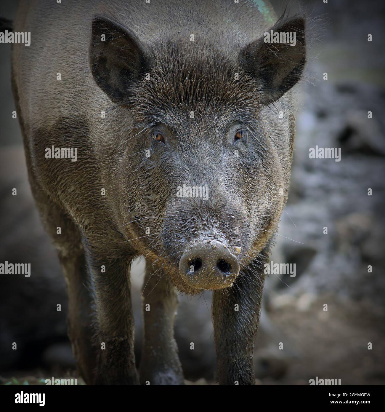 wild boar portrait (.Sus scrofa ) with vignette Stock Photo